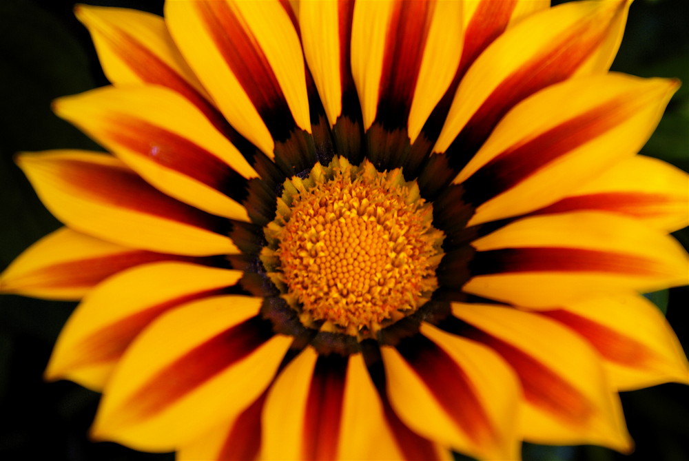 veredelte gerbera