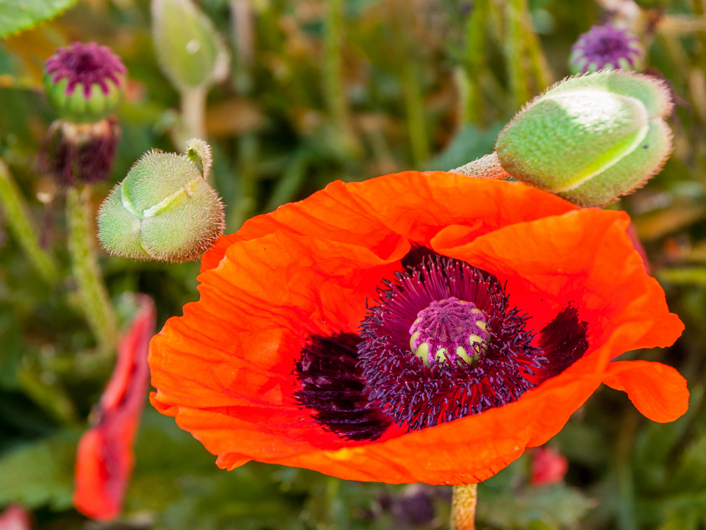 Veredelter Mohn