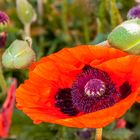 Veredelter Mohn