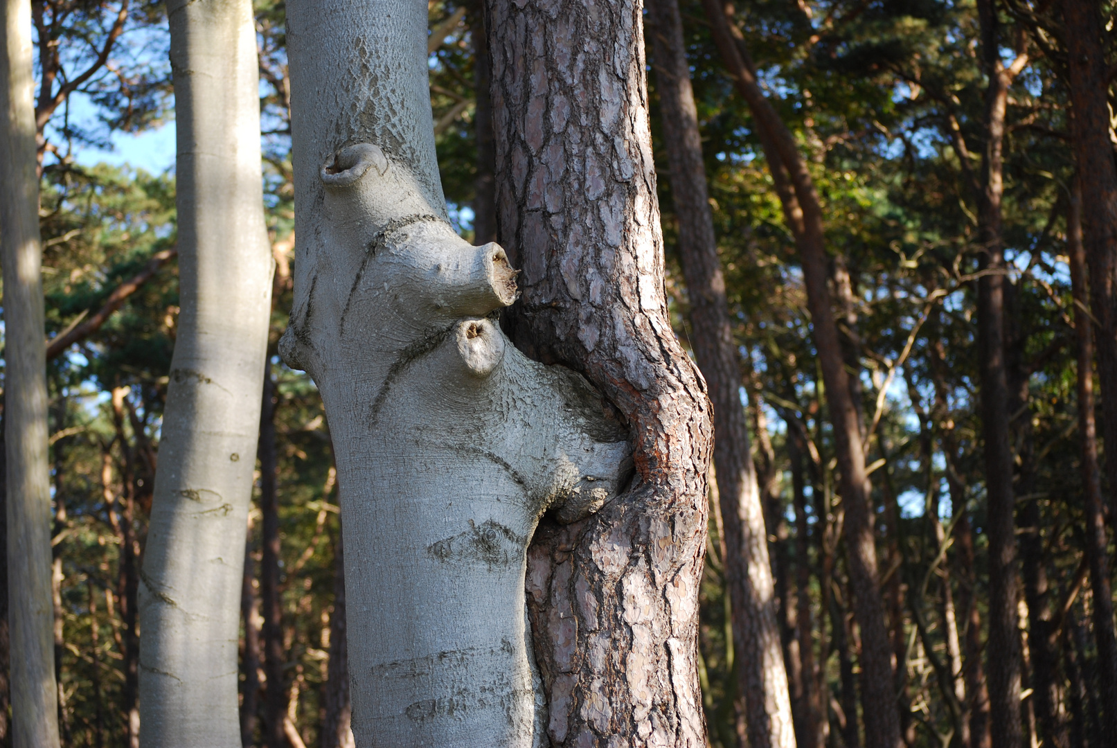 Vereinigung - Bäume im Darsser Wald