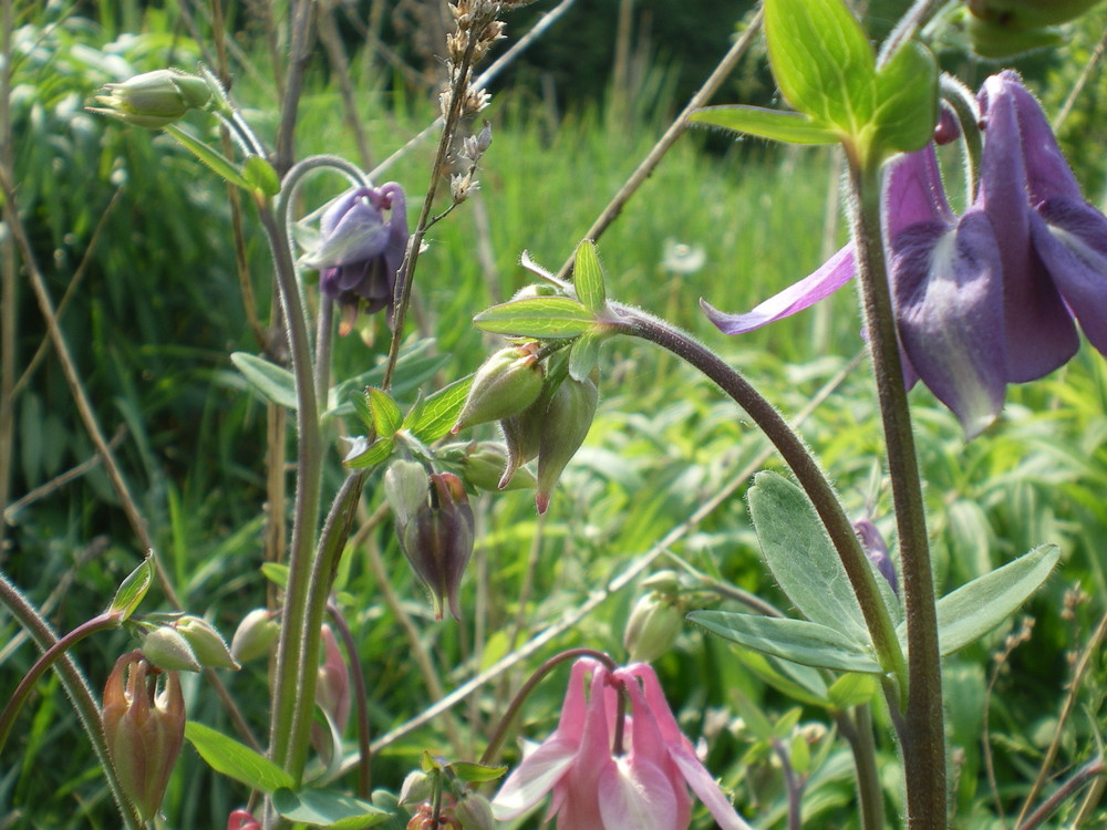 Vereinigung der Blüten