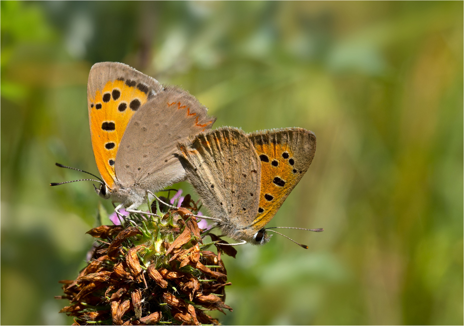 Vereinigung der  Kleinen Feuerfalter