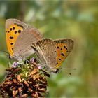 Vereinigung der Kleinen Feuerfalter
