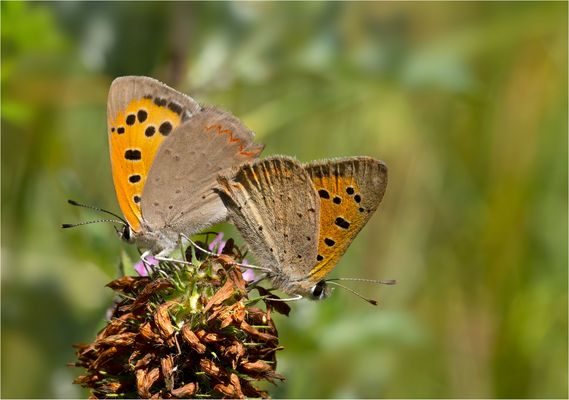 Vereinigung der Kleinen Feuerfalter