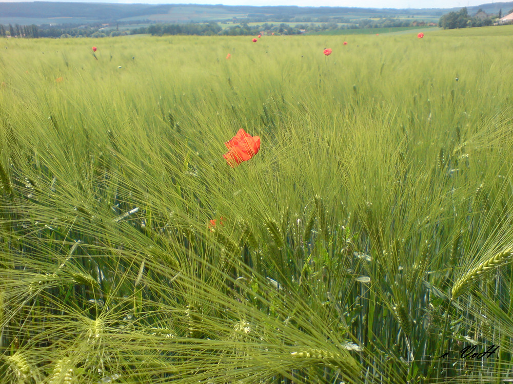 Vereinsamter Mohn