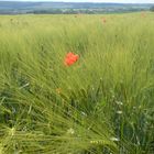 Vereinsamter Mohn