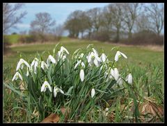 Vereinzelt Frühling