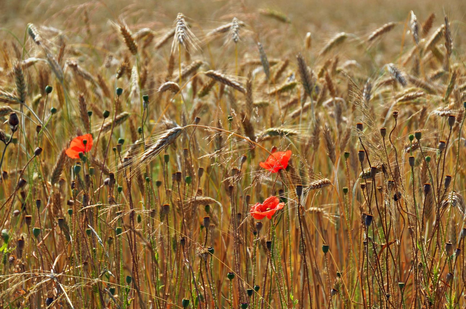 Vereinzelt Mohn