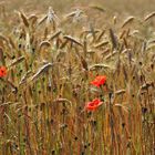 Vereinzelt Mohn