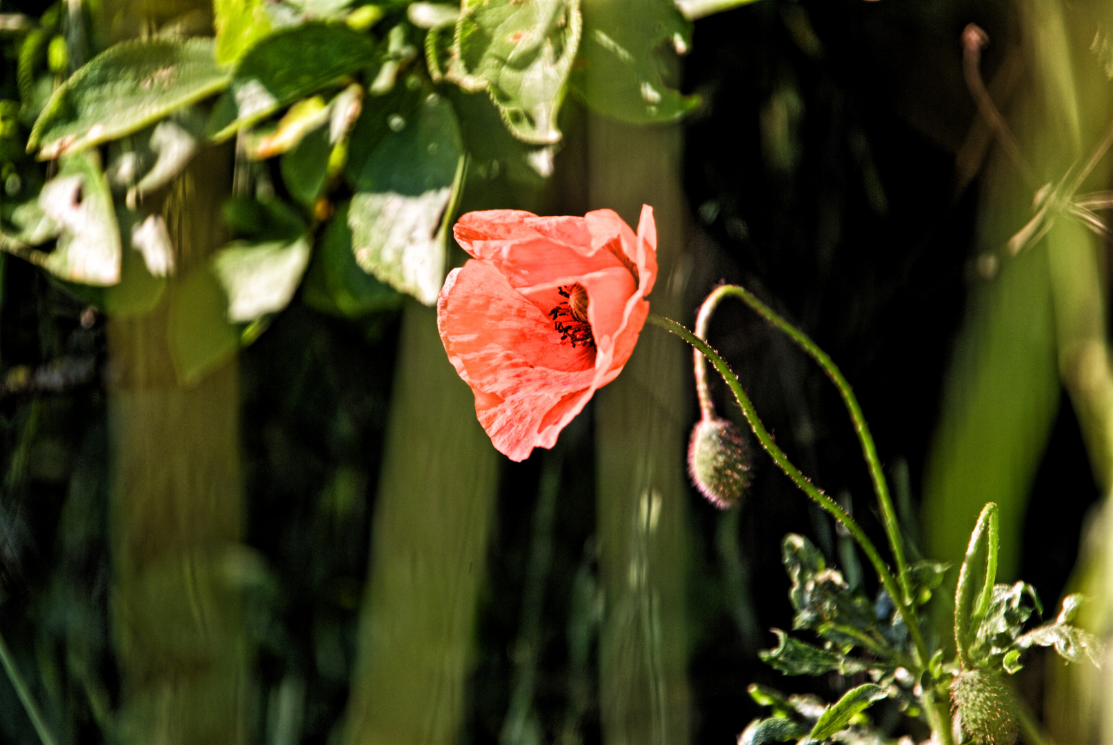 vereinzelte Blüte