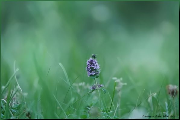 Vereinzelte Farbtupfer...