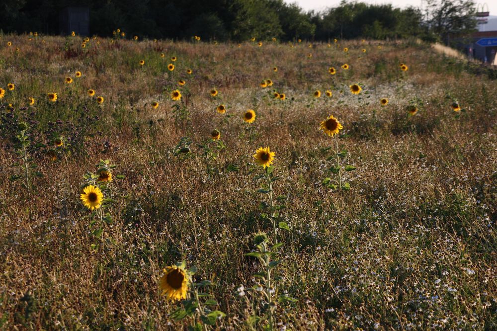 vereinzelte Sonnenblumen auf einem Feld, auf dem sie 2021 blühten