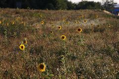 vereinzelte Sonnenblumen auf einem Feld, auf dem sie 2021 blühten