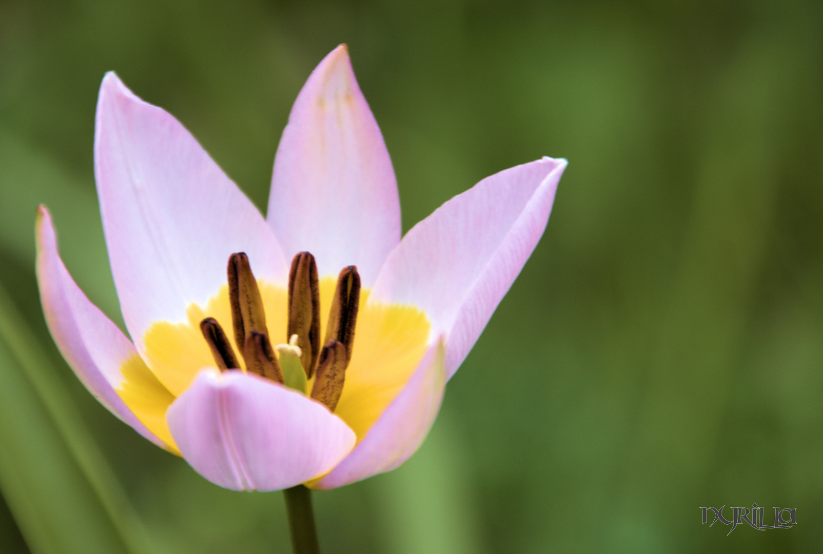 vereinzelte Tulpen