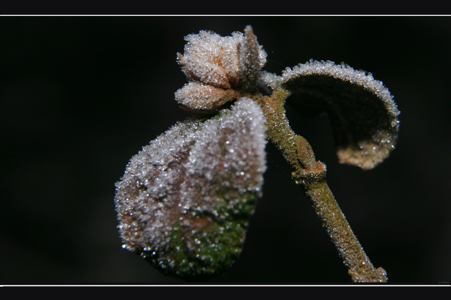 Vereist by Gerd58 Hoffmann