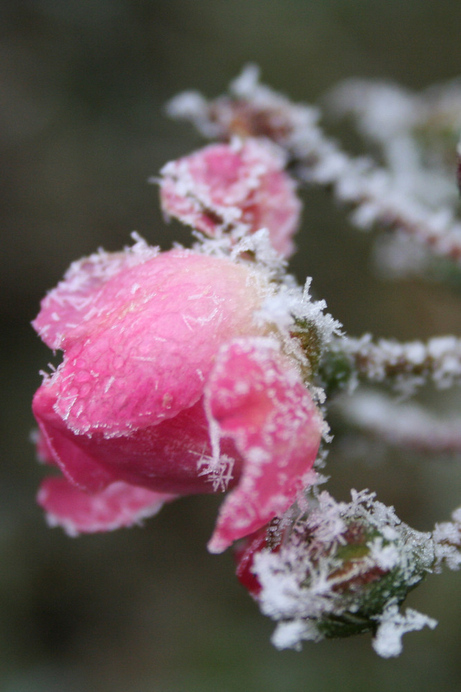 Vereiste Blüte