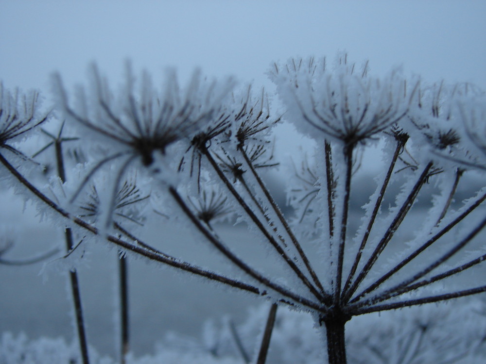 Vereiste Blüten