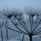 Vereiste Blüten