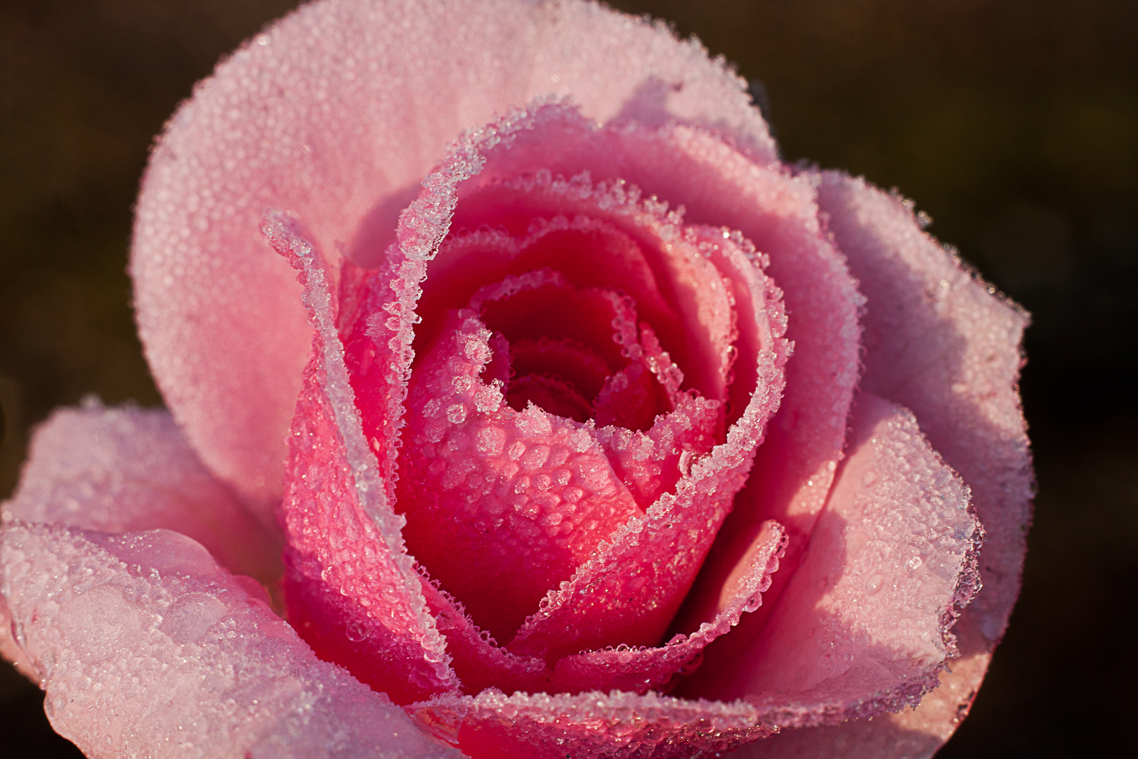 Vereiste Rose bei Sonnenaufgang