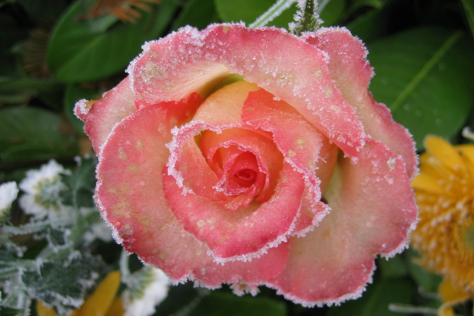 Vereiste Rose Foto Bild Pflanzen Pilze Flechten Bluten Kleinpflanzen Rosen Bilder Auf Fotocommunity