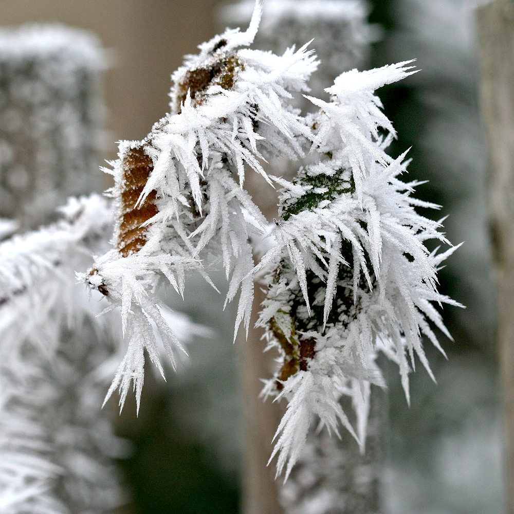 Vereiste Schneekristalle... Foto &amp; Bild | jahreszeiten, winter, natur ...