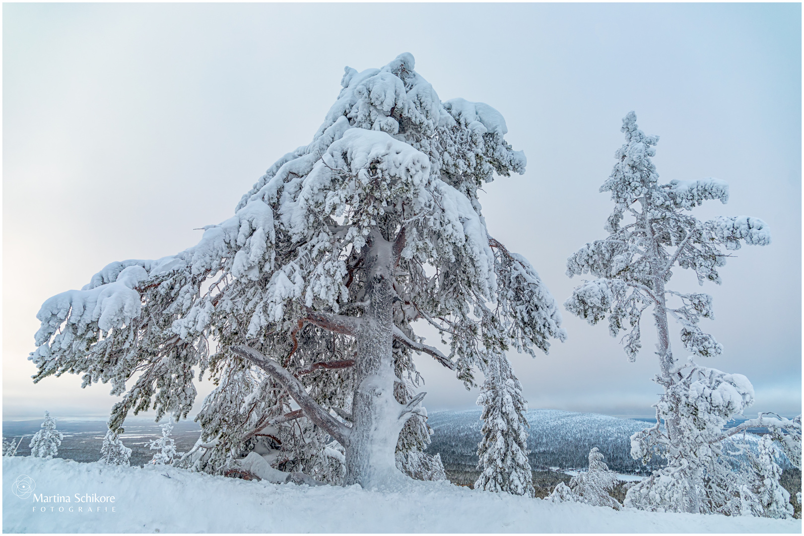 Vereiste Tannen-Wesen in Finnland