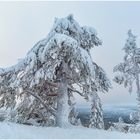 Vereiste Tannen-Wesen in Finnland