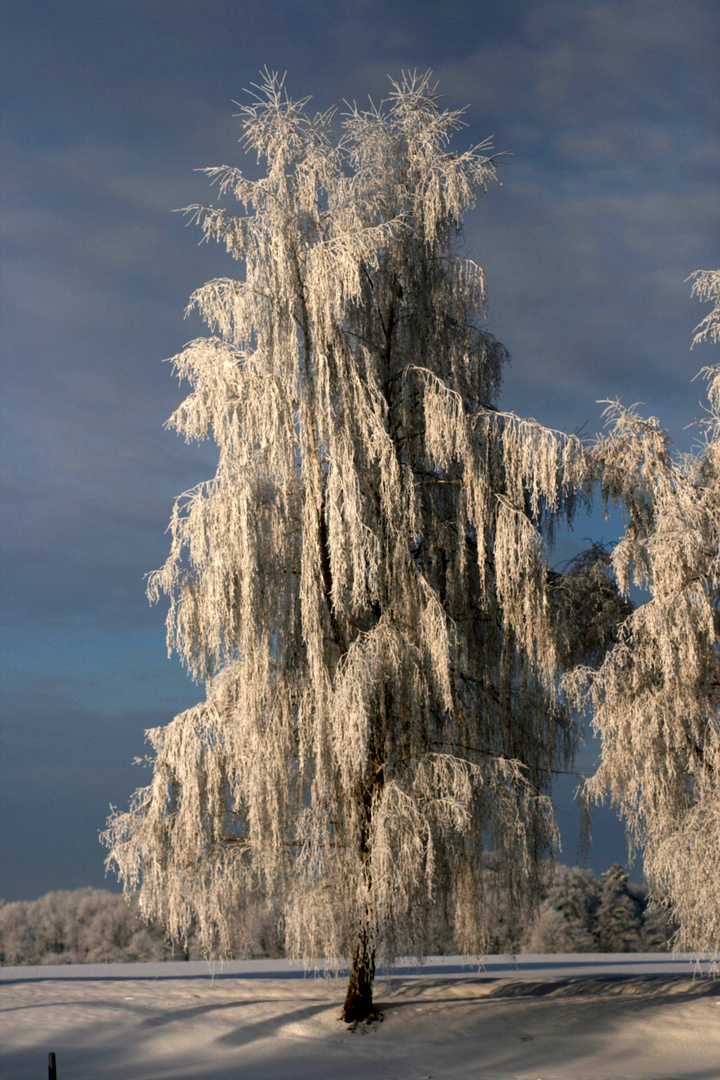 Vereister Baum