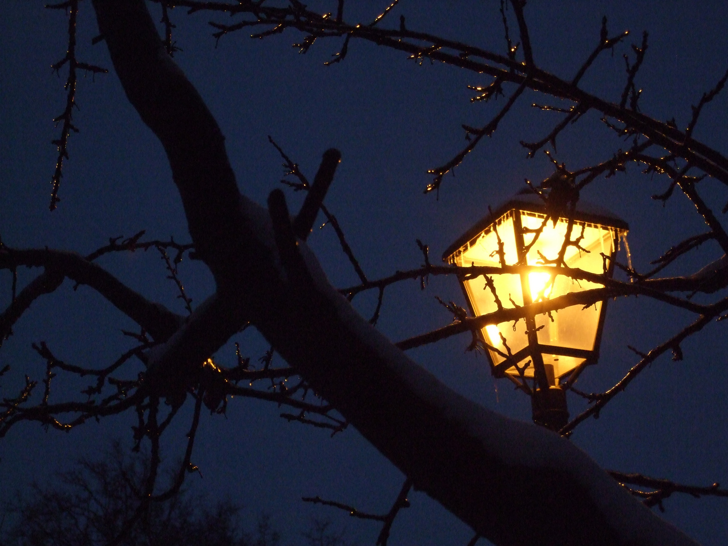 vereister Baum und Laterne