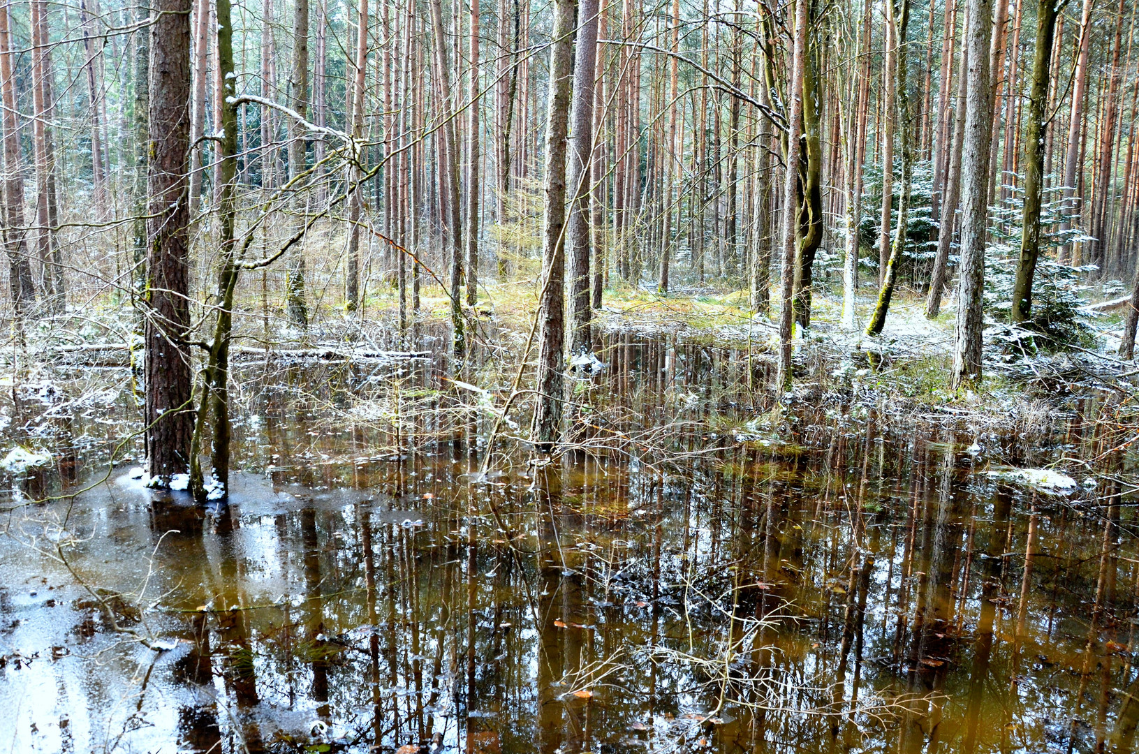 Vereister Märchenwald