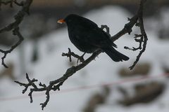 vereister Schnabel - Amsel im winterlichen Apfelbaum