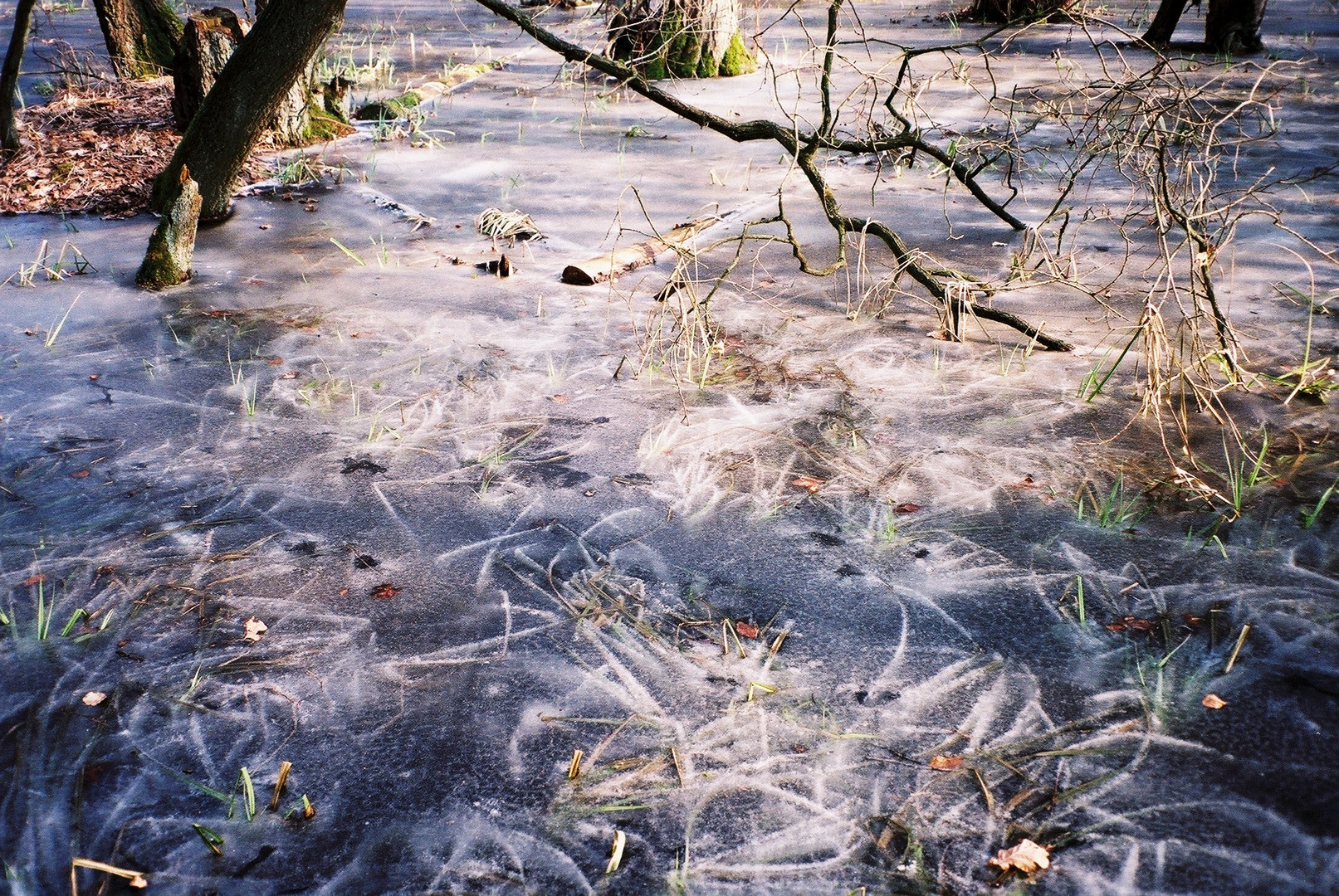 vereister Sumpf in Balow (Mecklenburg)