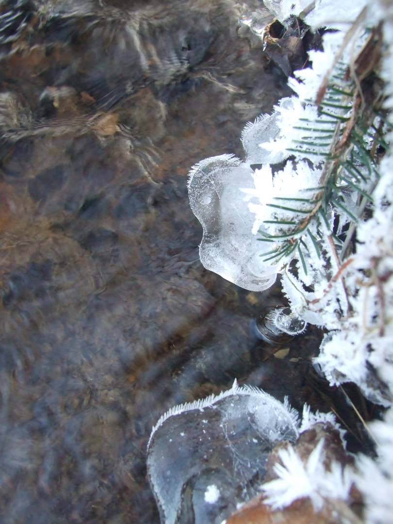 vereister Tannenzweig am Bach 