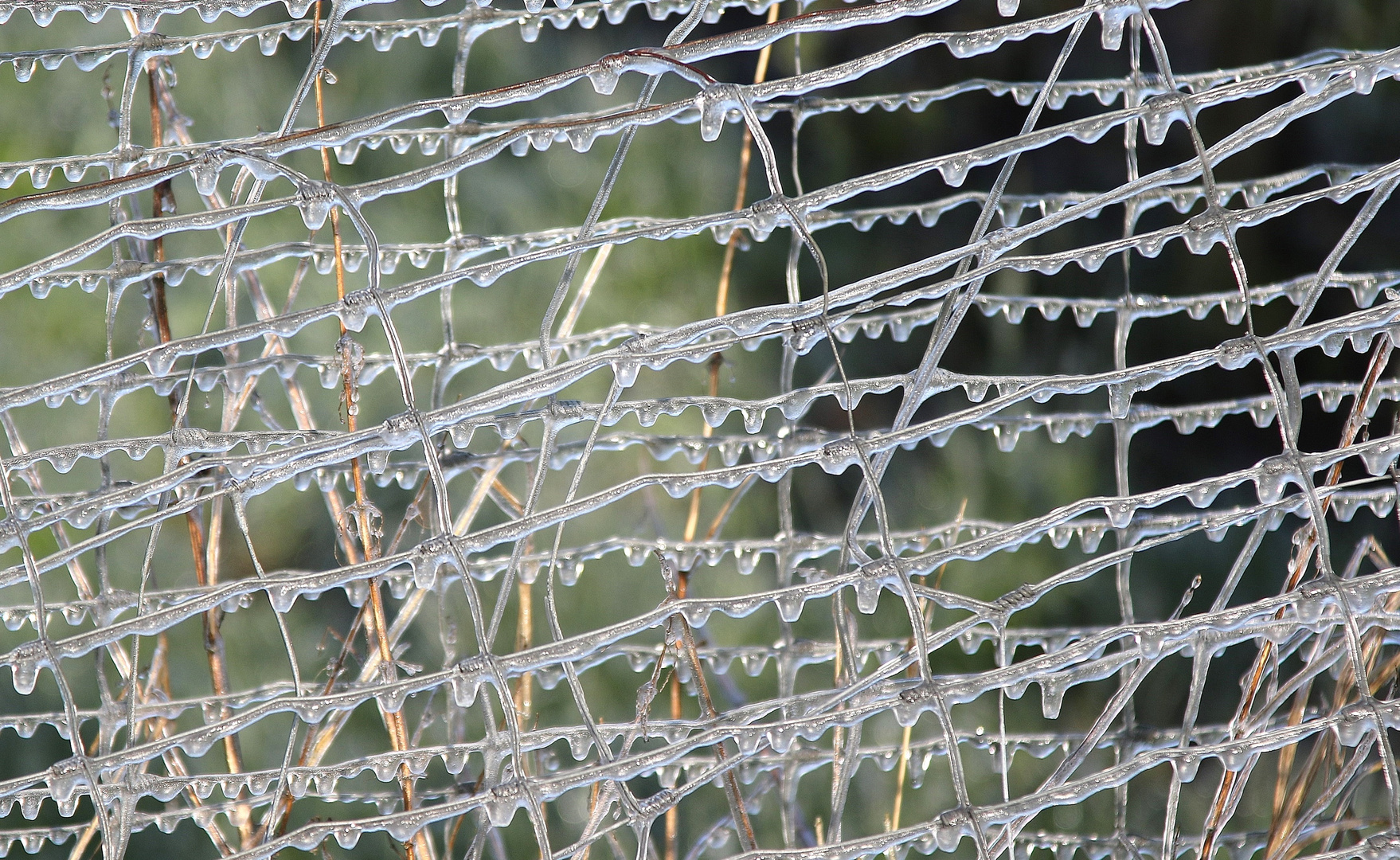 vereister Zaun in Altländer Obstplantage