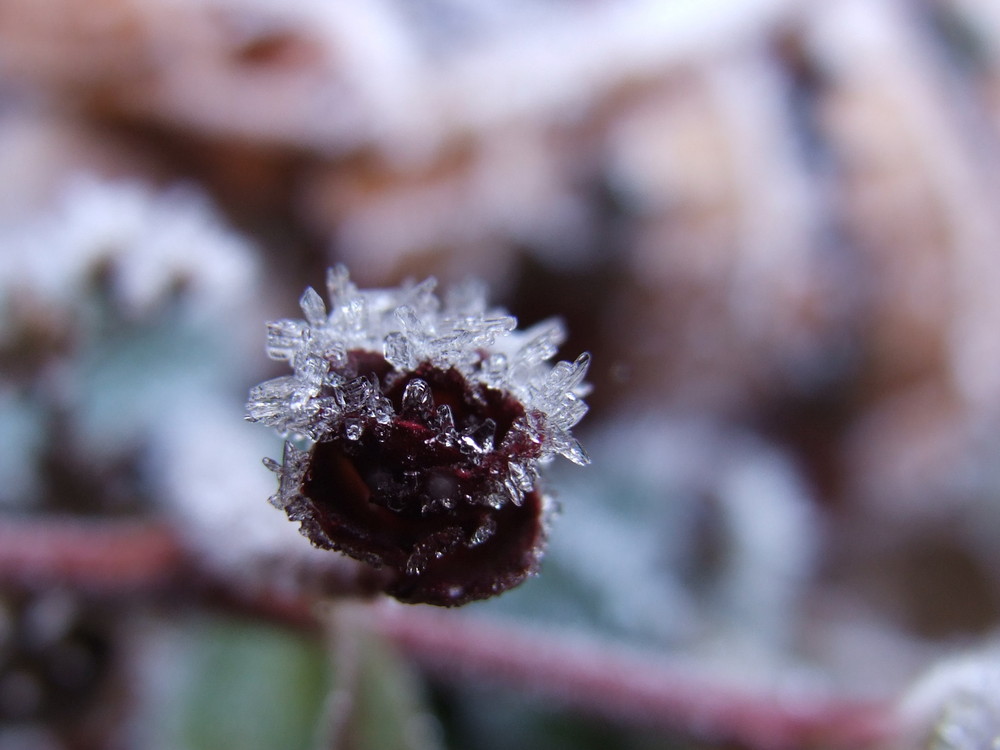 Vereistes Blümchen