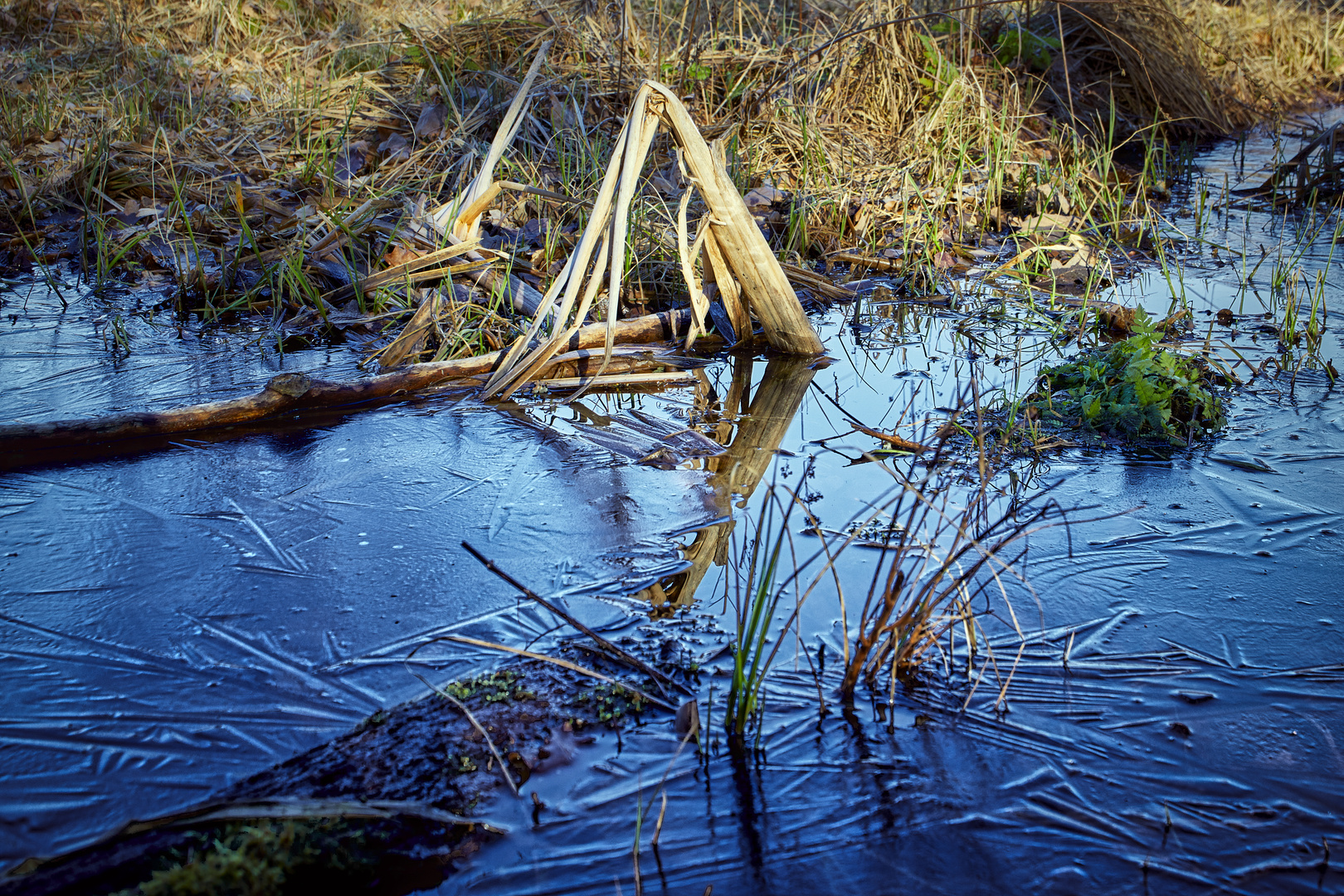 vereistes Hochmoor