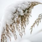 Vereistes Schilf mit Schneehaube