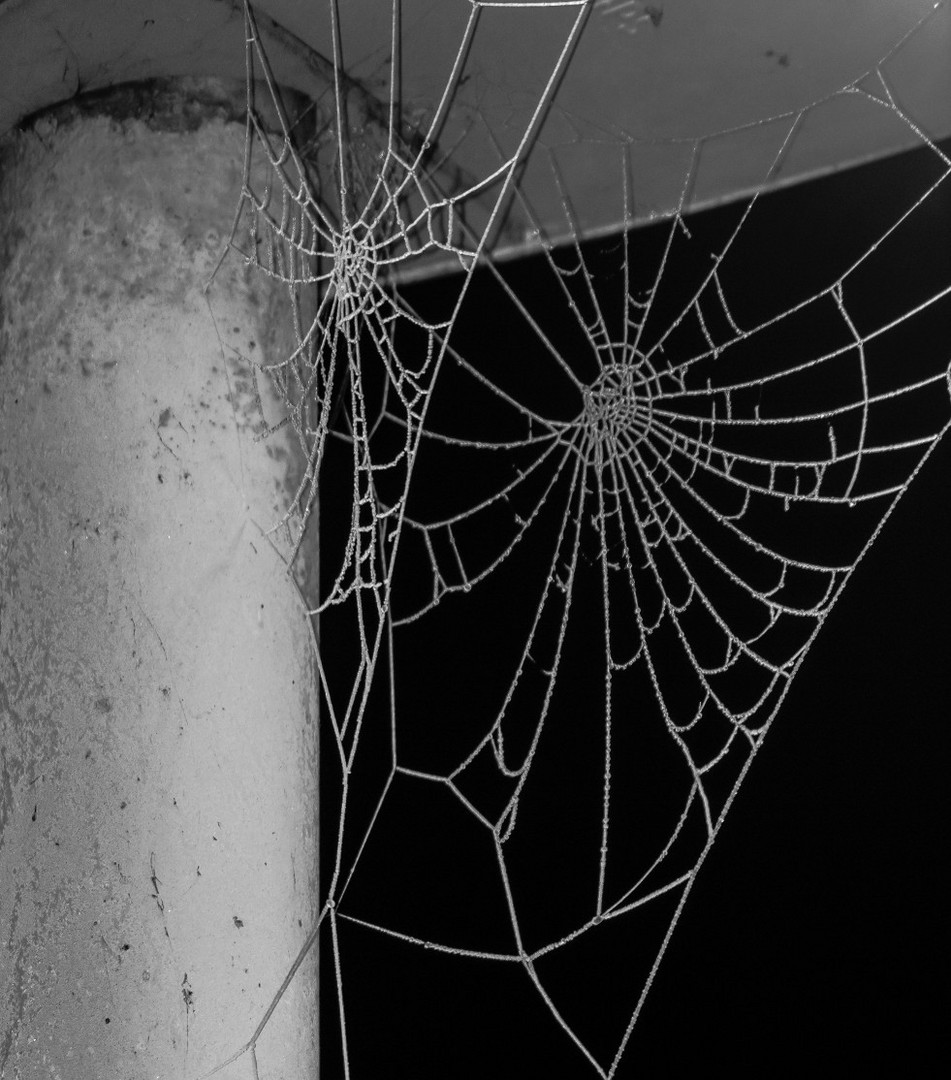 Vereistes Spinnennetz