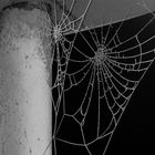 Vereistes Spinnennetz
