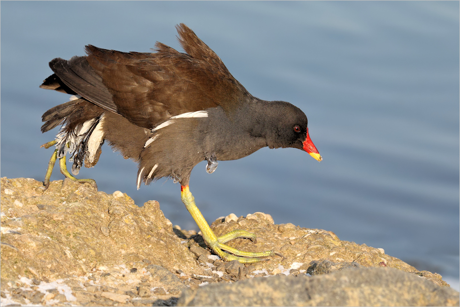 Vereistes Teichhuhn