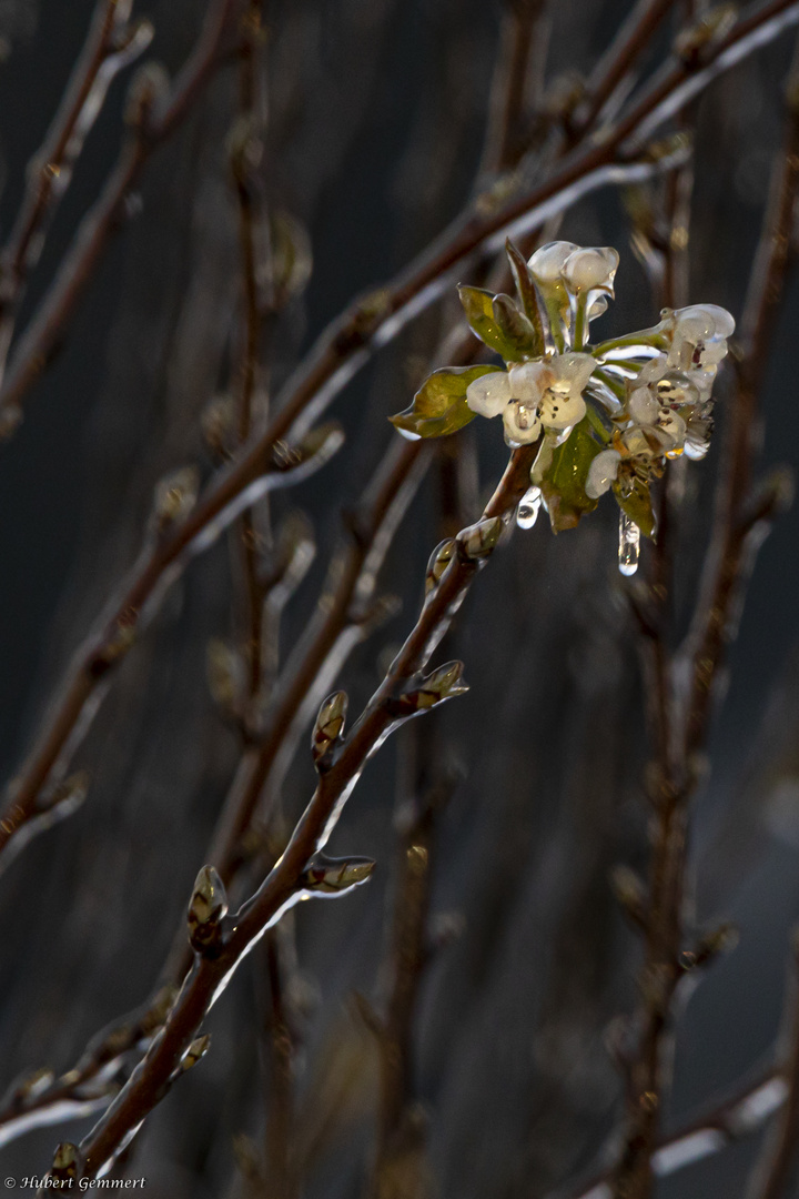 Vereisung als Schutz vor dem Frost - 1