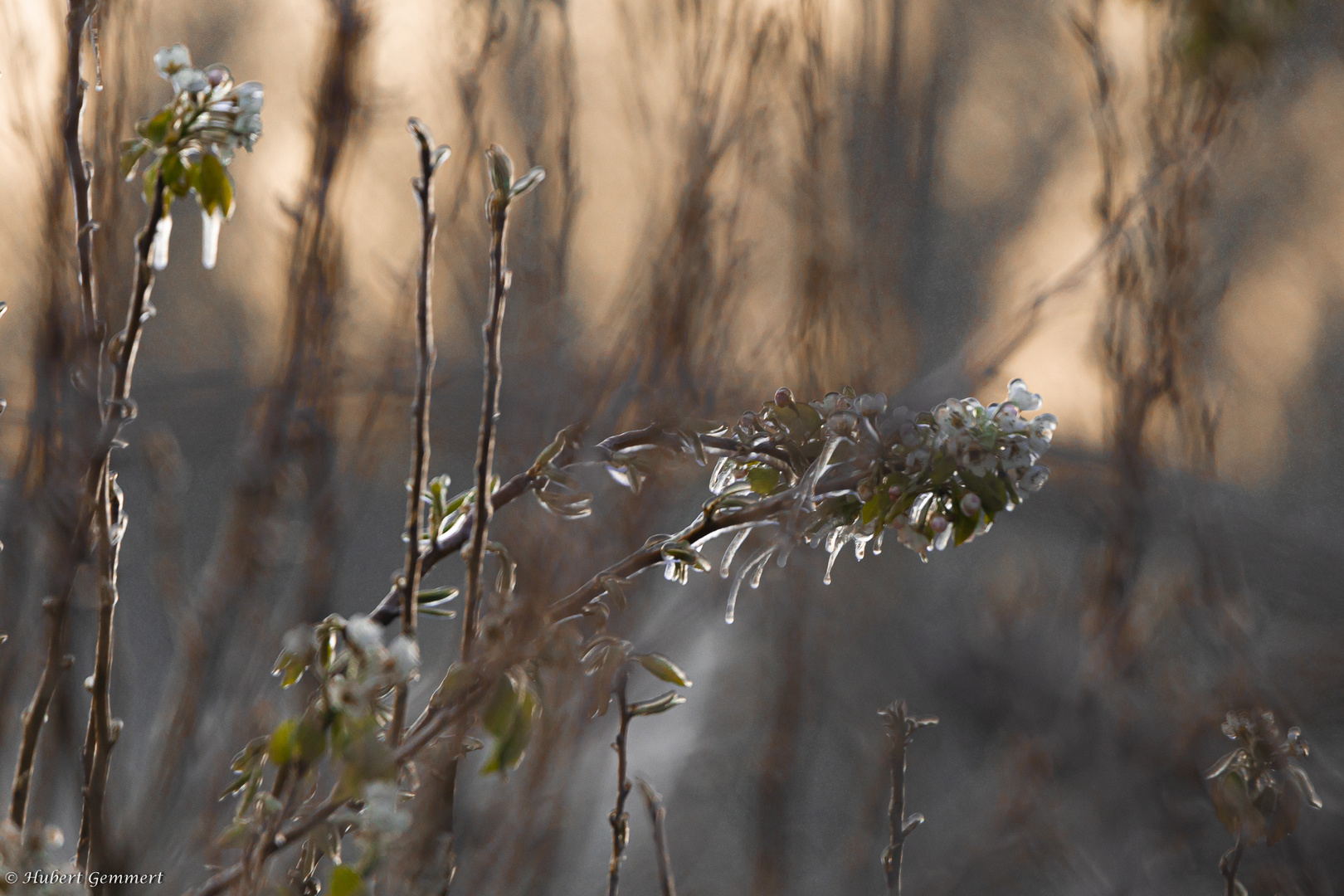 Vereisung als Schutz vor dem Frost - 2