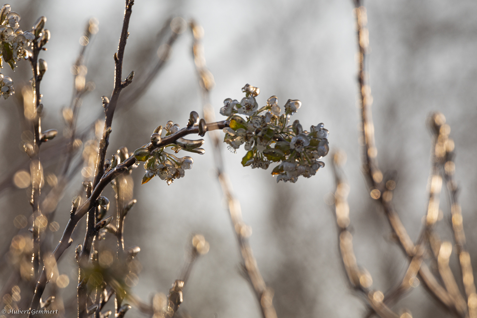 Vereisung als Schutz vor dem Frost - 4