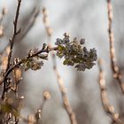 Vereisung als Schutz vor dem Frost - 4