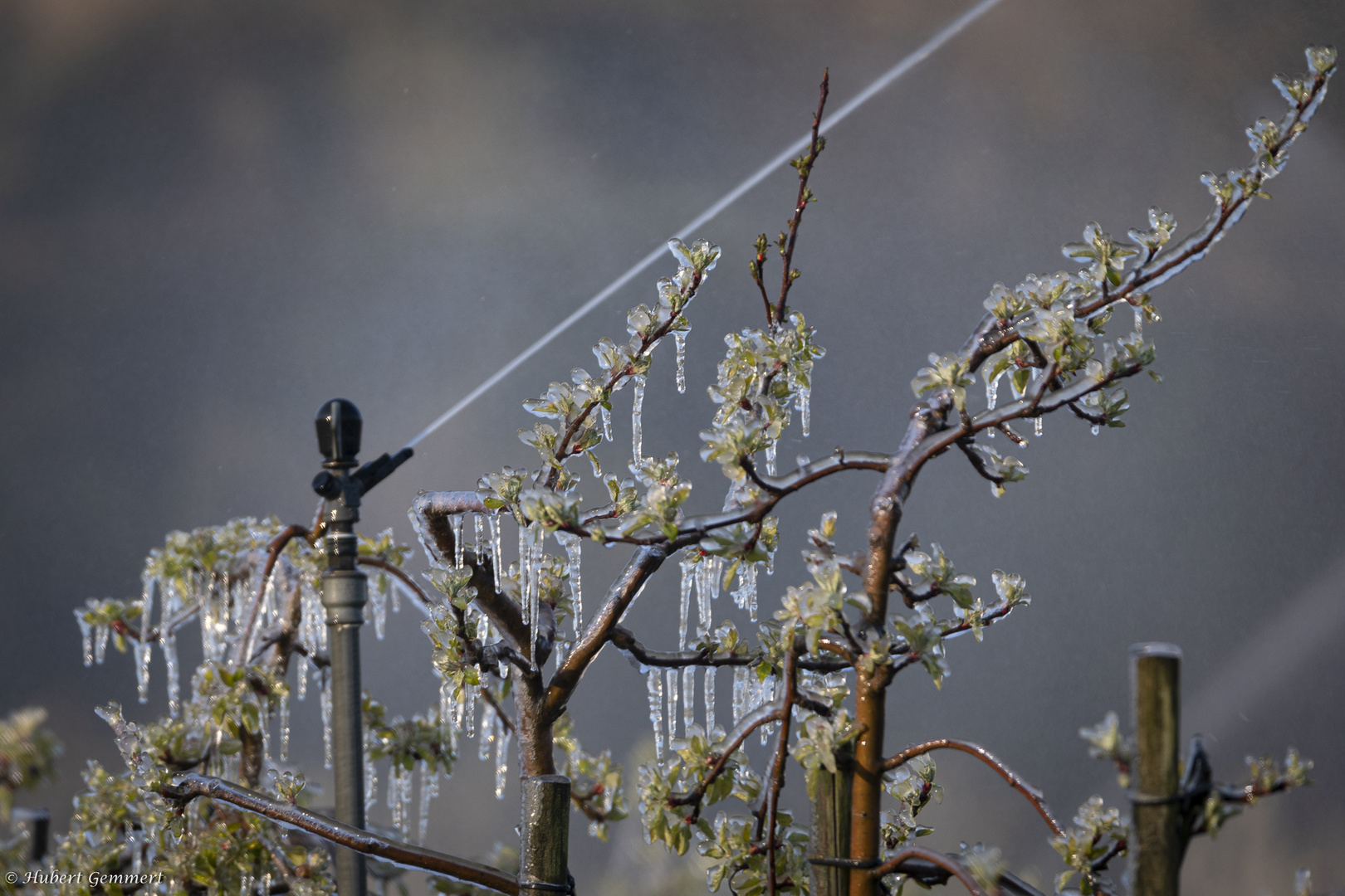 Vereisung als Schutz vor dem Frost - 6