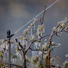 Vereisung als Schutz vor dem Frost - 6