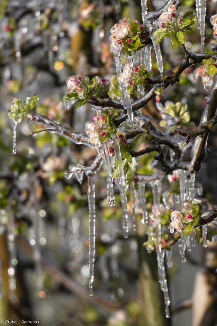 Vereisung als Schutz vor dem Frost - 7