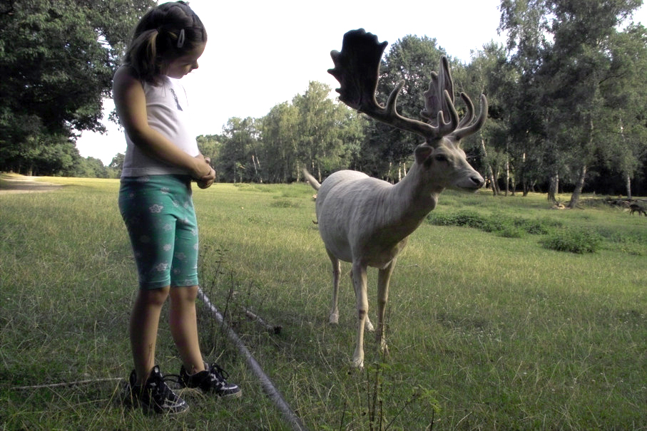 Verena und der weiße Hirsch