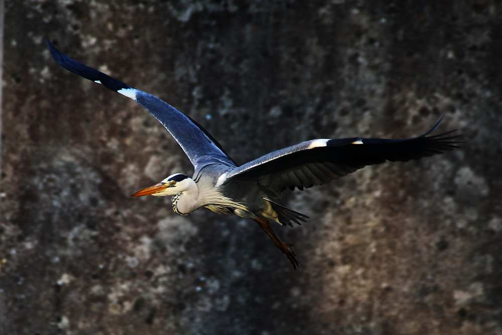 verewigt im Flug