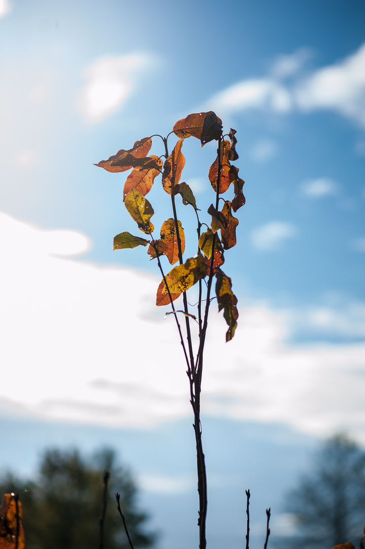 Verfärbte Pflanze mit blauem Himmel